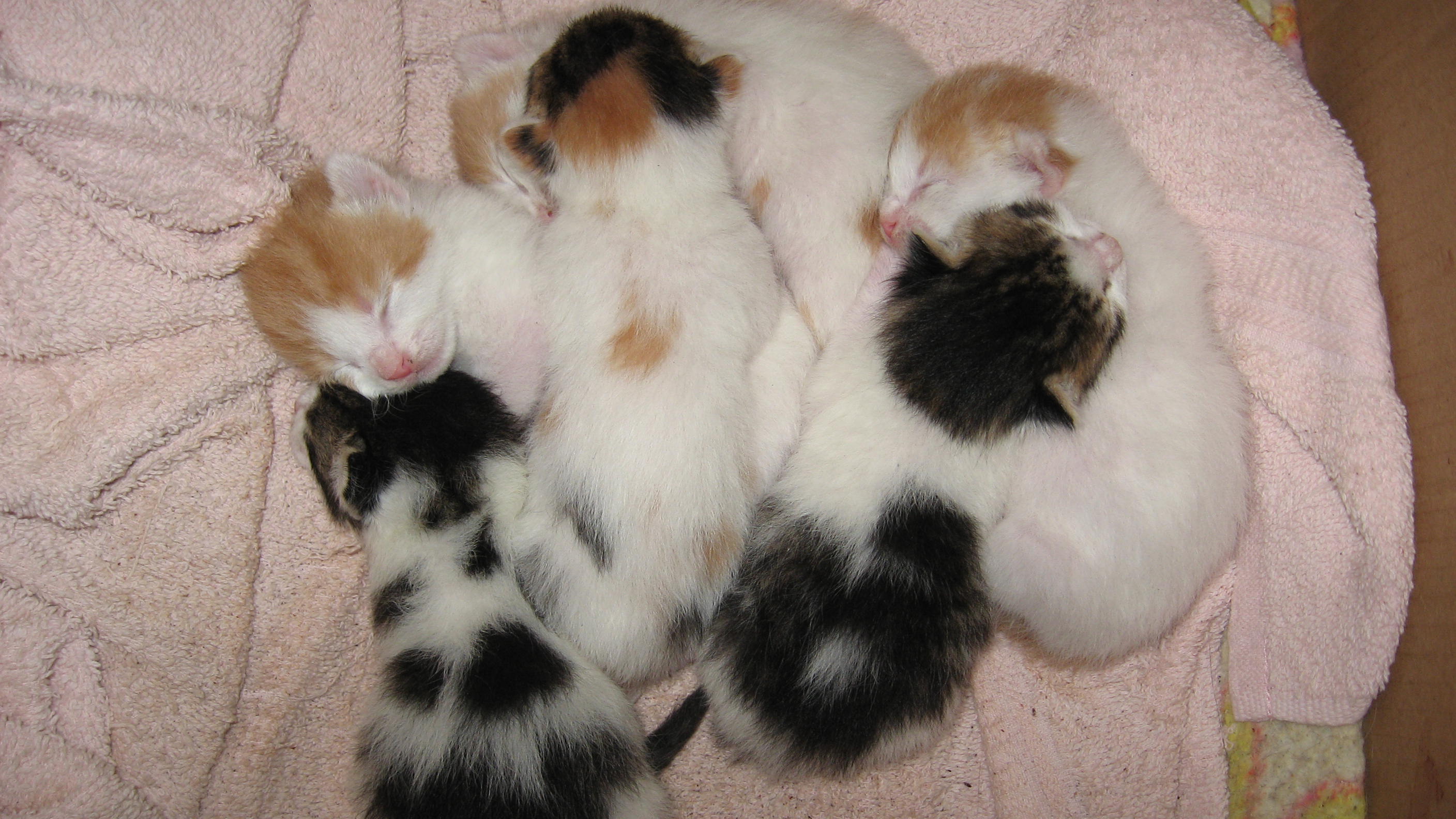 six-kittens.png, 570 KB